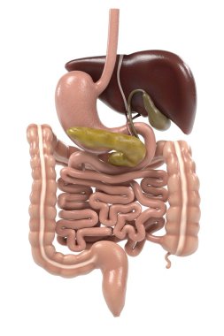 sindirim sistemi 3D render