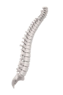 spinal kord 3D render