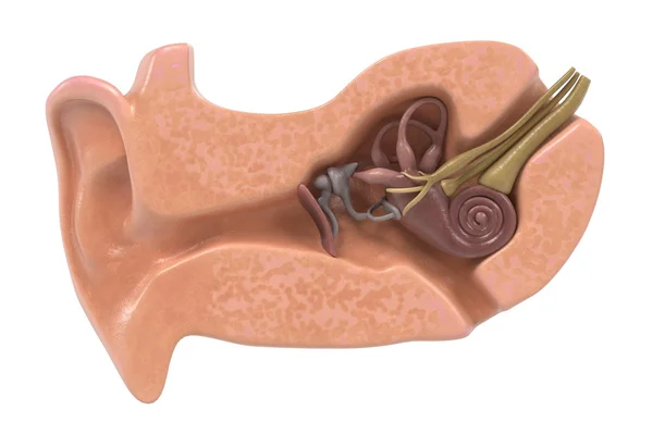 Representaciones 3d de la anatomía del oído — Foto de Stock