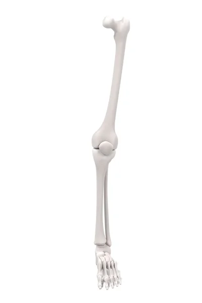 Renderizações 3d de ossos da perna — Fotografia de Stock