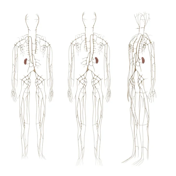 3D-Darstellung des lymphatischen Systems — Stockfoto