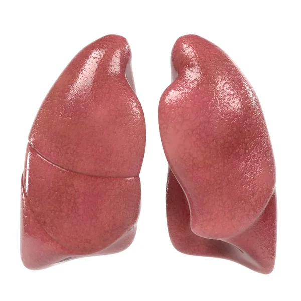 3d визуализация дыхательной системы человека — стоковое фото