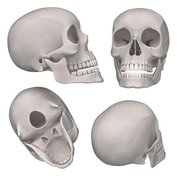 3d renderings of male skull — Stock Photo, Image