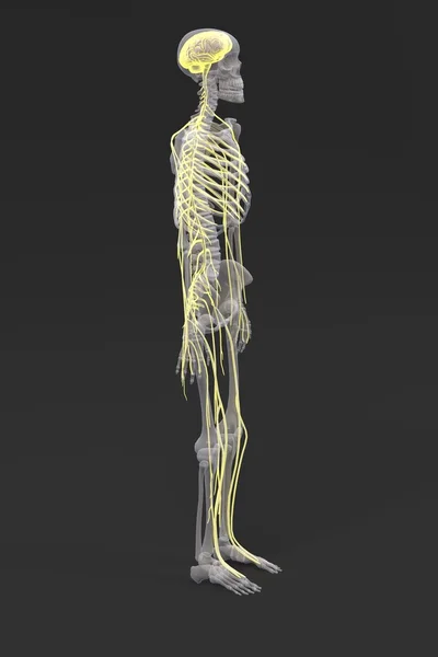 Sinir sisteminin 3D render — Stok fotoğraf