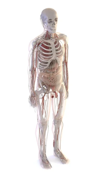 Insan anatomisi 3D render — Stok fotoğraf