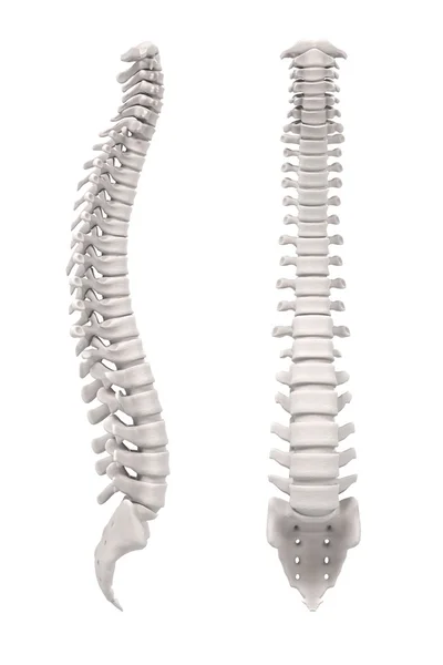 Spinal kord 3D render — Stok fotoğraf