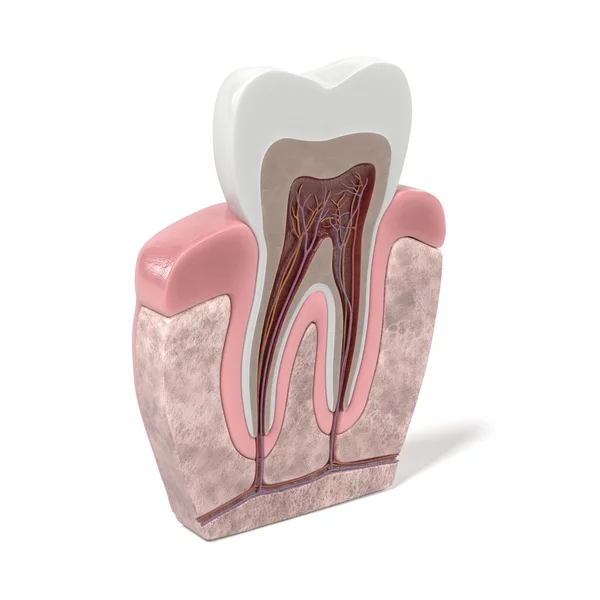 दांत शरीर रचना के 3 डी रेंडरिंग — स्टॉक फ़ोटो, इमेज