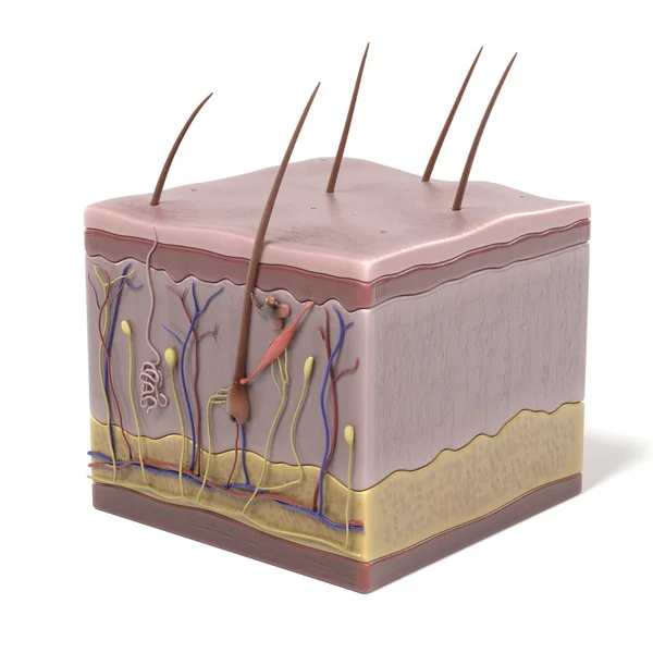 Wizualizacje anatomii skóry — Zdjęcie stockowe