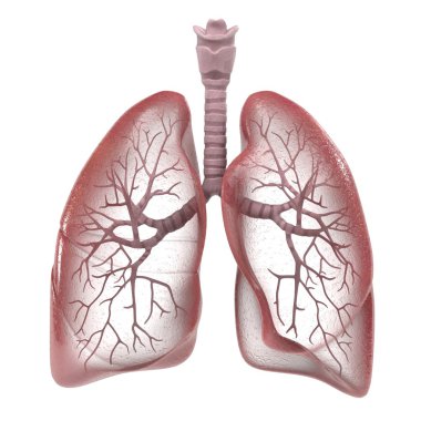 3d renderings of human respiratory system clipart