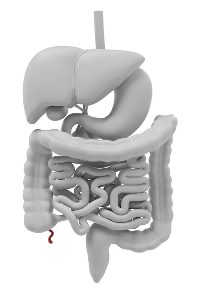 Renderizações 3d do sistema digestivo — Fotografia de Stock