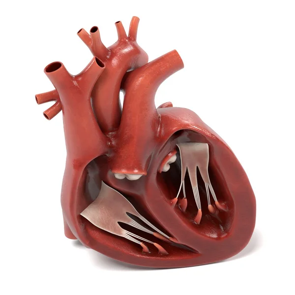 3D visszaadás-ból emberi szív — Stock Fotó