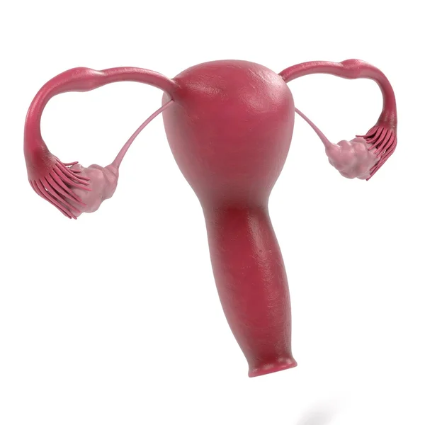 3d renderings of female reproductive system — Stock Photo, Image