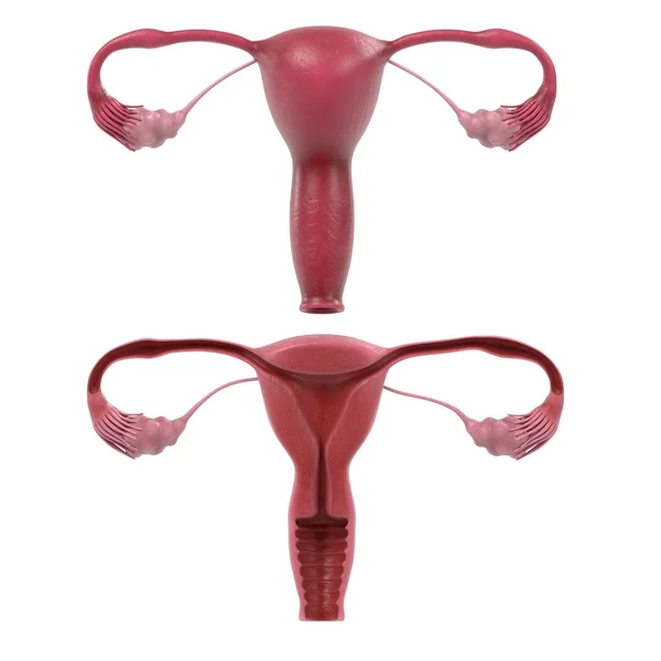 Representación 3d del sistema reproductivo femenino — Foto de Stock