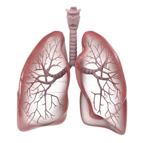 Rendering 3d del sistema respiratorio umano — Foto Stock