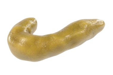 insan pankreas 3D render