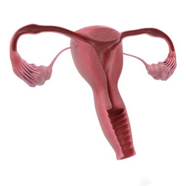 kadın üreme sistemi 3D render