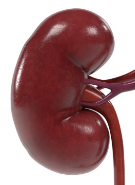 3d renderings of urinary system clipart