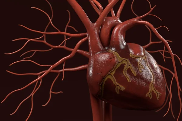 3D візуалізація системи кровообігу людини — стокове фото