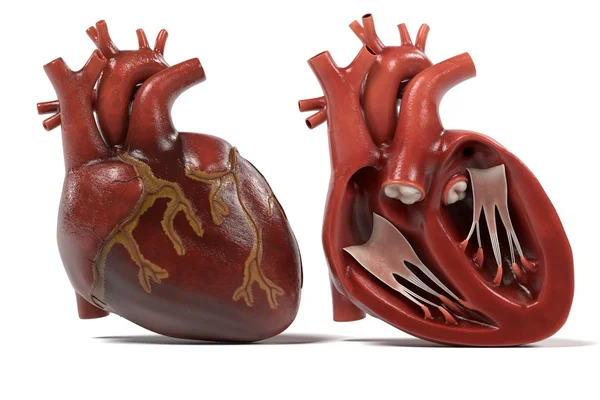 Rendering 3d del cuore umano — Foto Stock