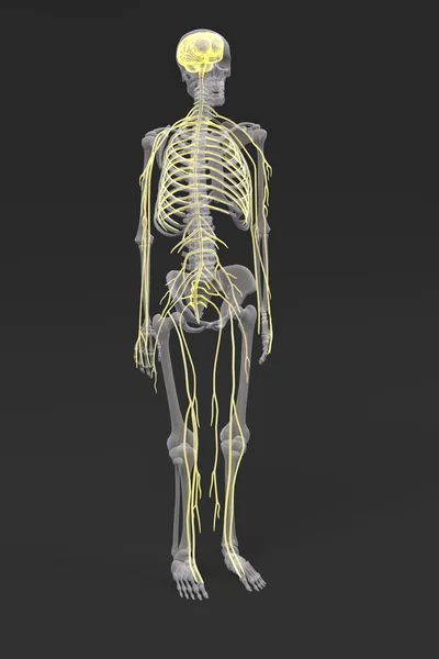 3D рендеринг нервной системы — стоковое фото