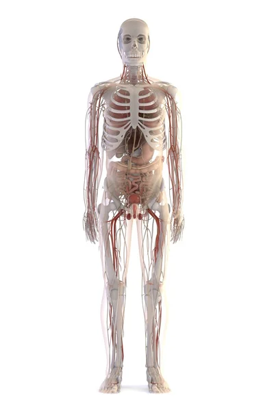Insan anatomisi 3D render — Stok fotoğraf