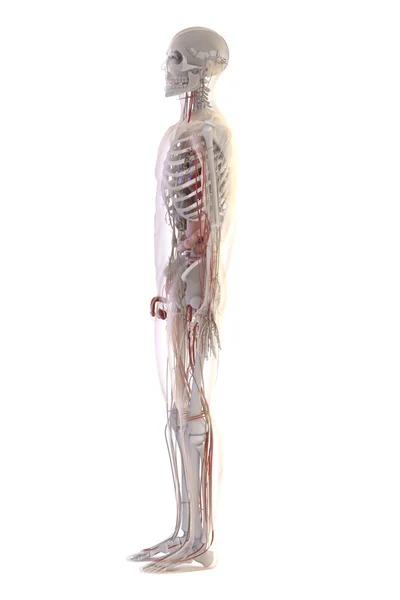 3D-рендеринг анатомии человека — стоковое фото