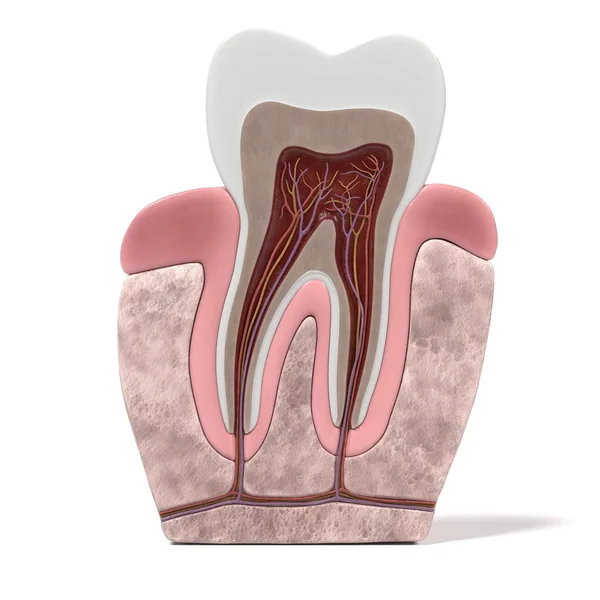 3d 渲染的牙体解剖 — 图库照片
