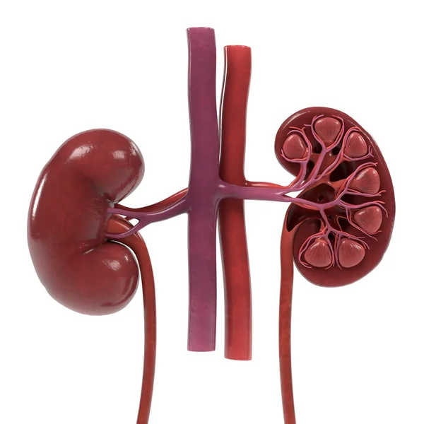 3d renderings of urinary system — Stock Photo, Image