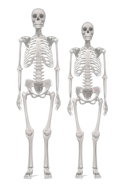 3d renderings of human skeletons — Stock Photo, Image