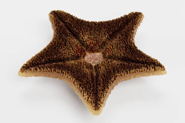 Renderização Realista Morcego Starfish — Fotografia de Stock