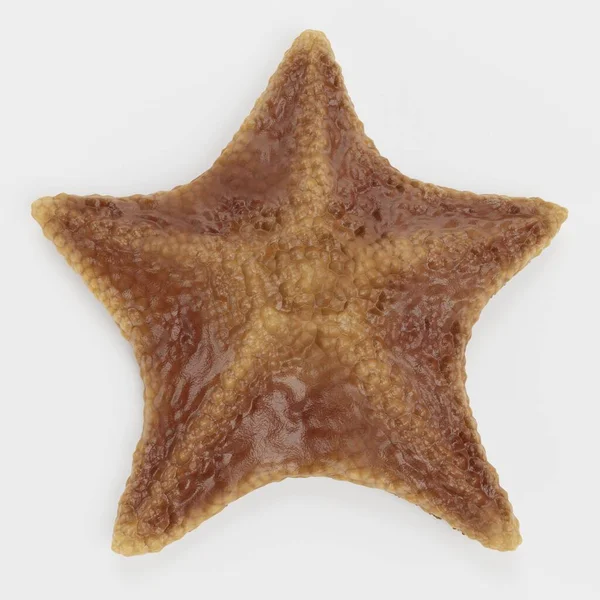 Realistic Render Bat Starfish — Stock Photo, Image