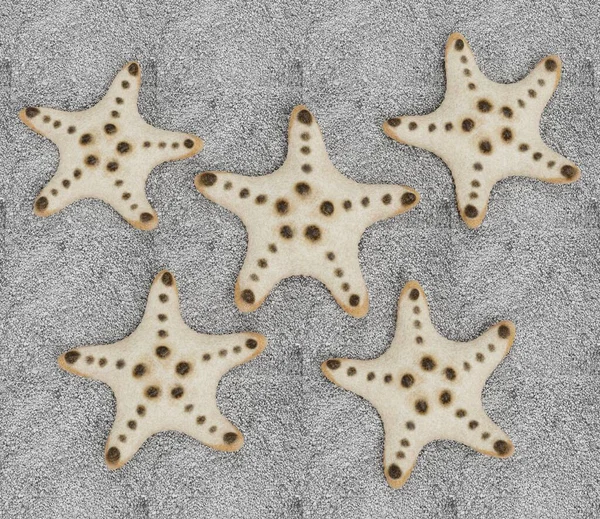 Renderização Realista Chocolate Chip Starfish — Fotografia de Stock