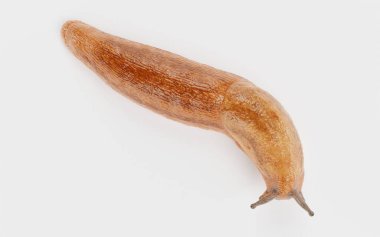 Dusky Arion 'un Gerçekçi 3D Çizimi - Sümüklü böcek