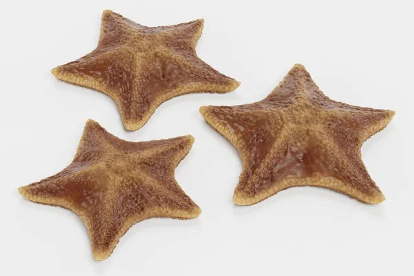 Realistic Render Bat Starfish — Stock Photo, Image