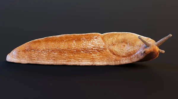 Rendering Realistico Dusky Arion Slug — Foto Stock