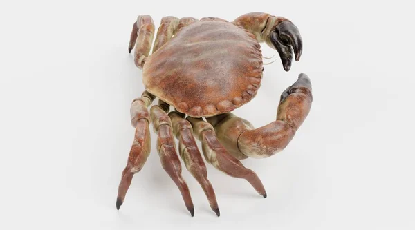 Realistische Render Van Eetbare Krab — Stockfoto