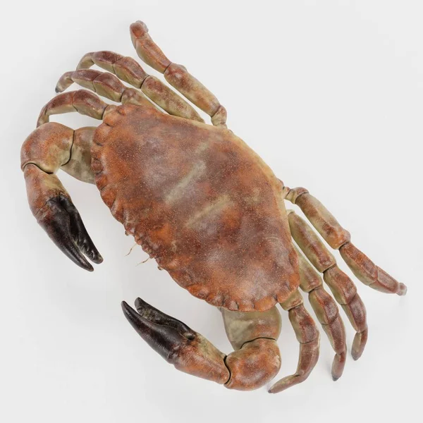 Realistische Render Van Eetbare Krab — Stockfoto