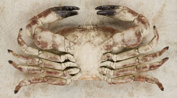 Realistische Render Van Eetbare Krab — Stockfoto