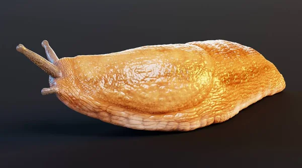 Rendering Realistico Dusky Arion Slug — Foto Stock