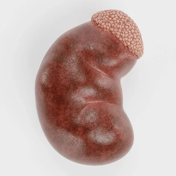 人間の腎臓の現実的な3Dレンダリング — ストック写真