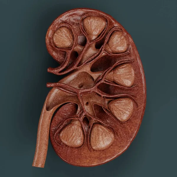 Realistic Render Human Kidney — Stock Photo, Image