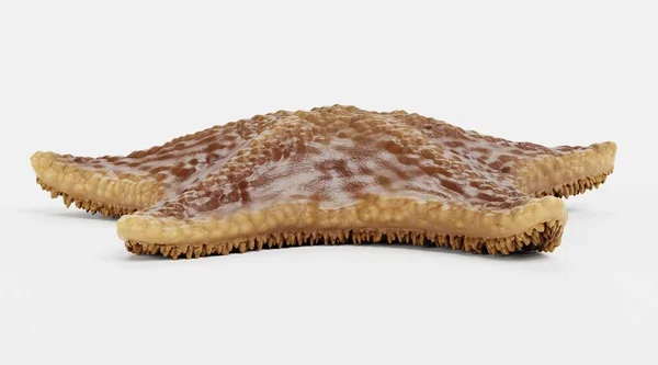 Realistic Render Bat Starfish — Stock Photo, Image