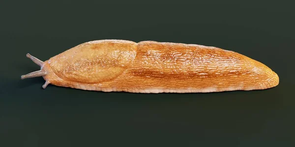 Realistic Render Dusky Arion Slug — Stock Fotó