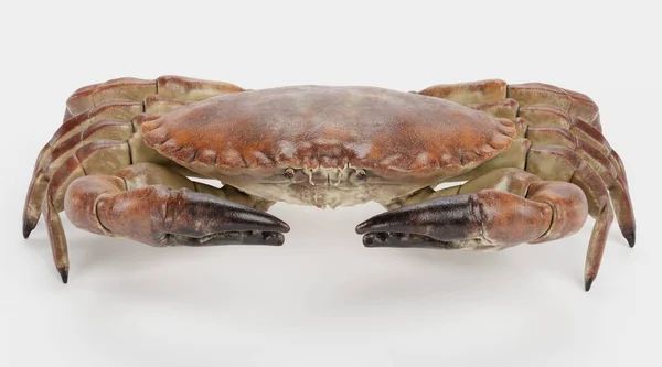 食蟹的真实感3D渲染 — 图库照片