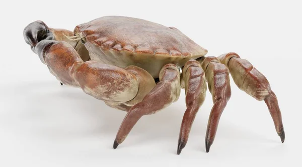 Rendre Réaliste Crabe Comestible — Photo