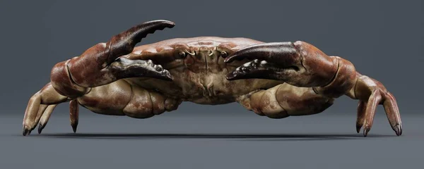 Realistische Render Van Eetbare Krab — Stockfoto