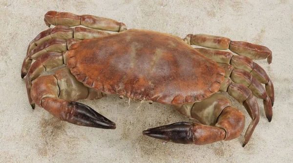 Realistische Render Van Eetbare Krab — Stockfoto