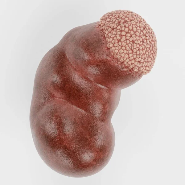 人間の腎臓の現実的な3Dレンダリング — ストック写真