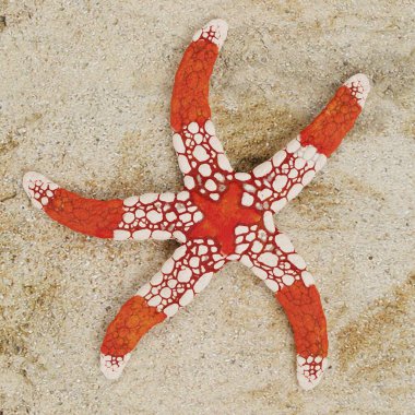 Kolye Denizyıldızının Gerçekçi 3 Boyutlu Çizimi