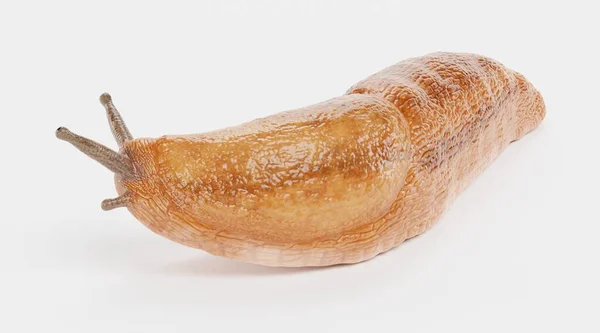 Realistyczne Render Dusky Arion Slug — Zdjęcie stockowe